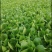 杭白菜水白五号菜小白菜奶白菜精品快菜毛白菜产地一手货源