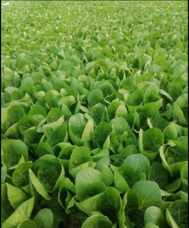杭白菜水白五号菜小白菜奶白菜精品快菜毛白菜产地一手货源