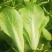 杭白菜水白五号菜小白菜奶白菜精品快菜毛白菜产地一手货源