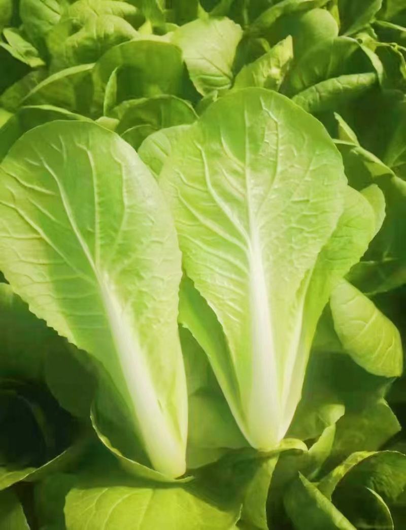 杭白菜水白五号菜小白菜奶白菜精品快菜毛白菜产地一手货源