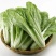 杭白菜水白五号菜小白菜奶白菜精品快菜毛白菜产地一手货源