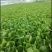 杭白菜水白五号菜小白菜奶白菜精品快菜毛白菜产地一手货源