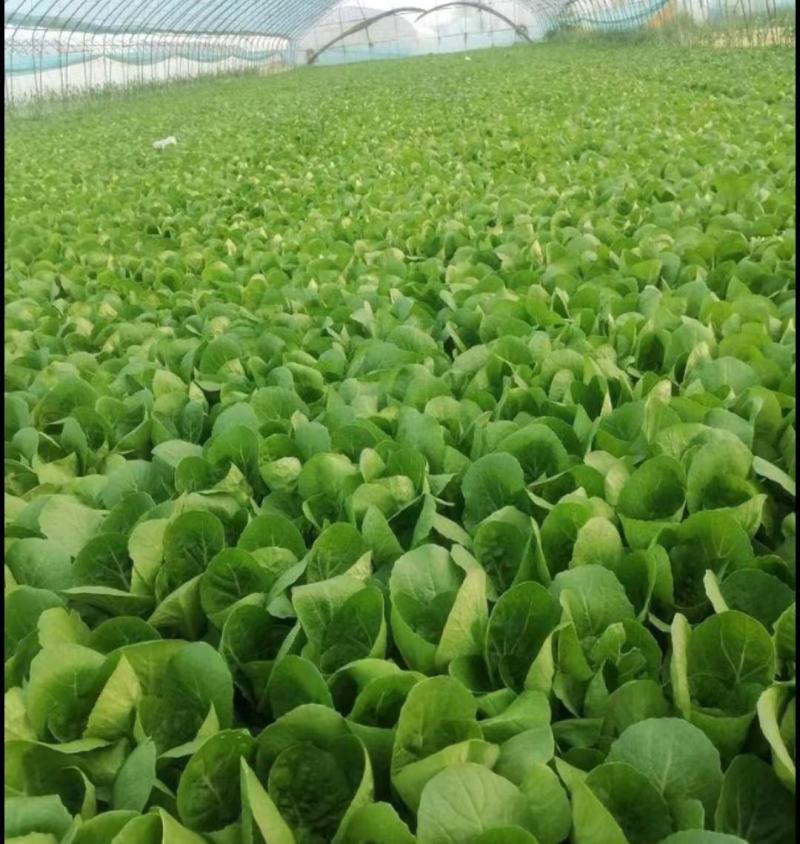 杭白菜水白五号菜小白菜奶白菜精品快菜毛白菜产地一手货源
