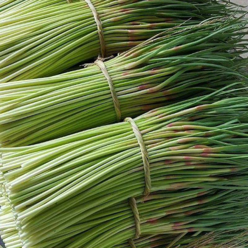 邳州精品红帽蒜苔已大量出库中欢迎新老客户咨询下单价格低