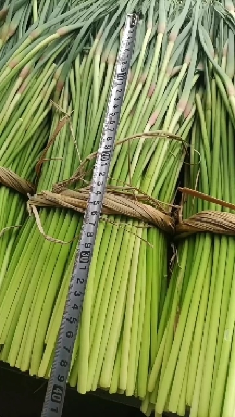 邳州精品红帽蒜苔已大量出库中欢迎新老客户咨询下单价格低