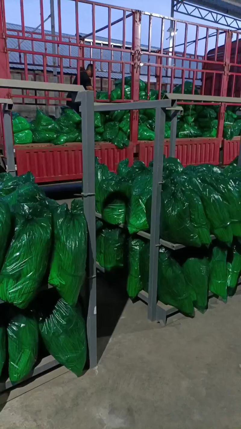 邳州精品红帽蒜苔已大量出库中欢迎新老客户咨询下单价格低