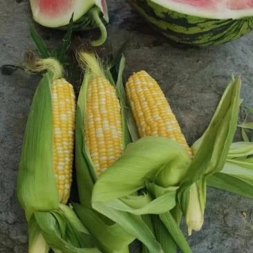 玉米