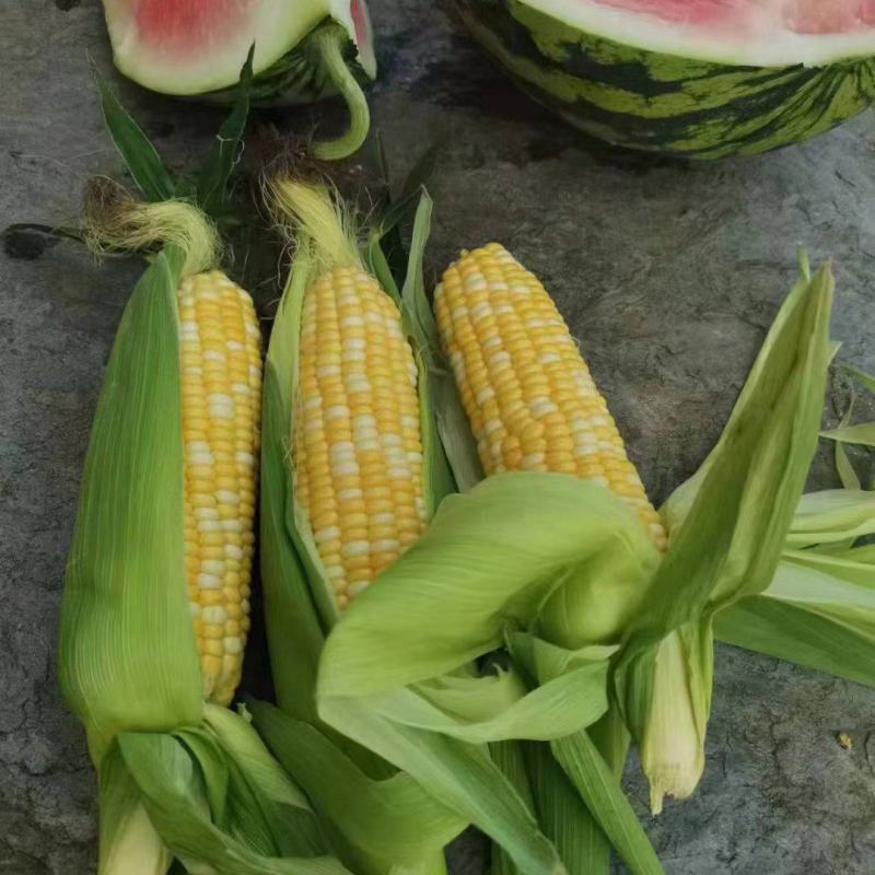 玉米