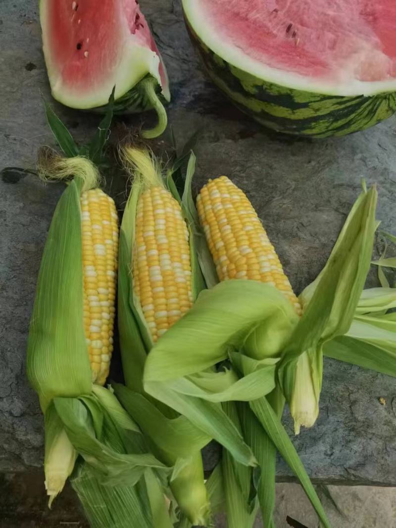 玉米