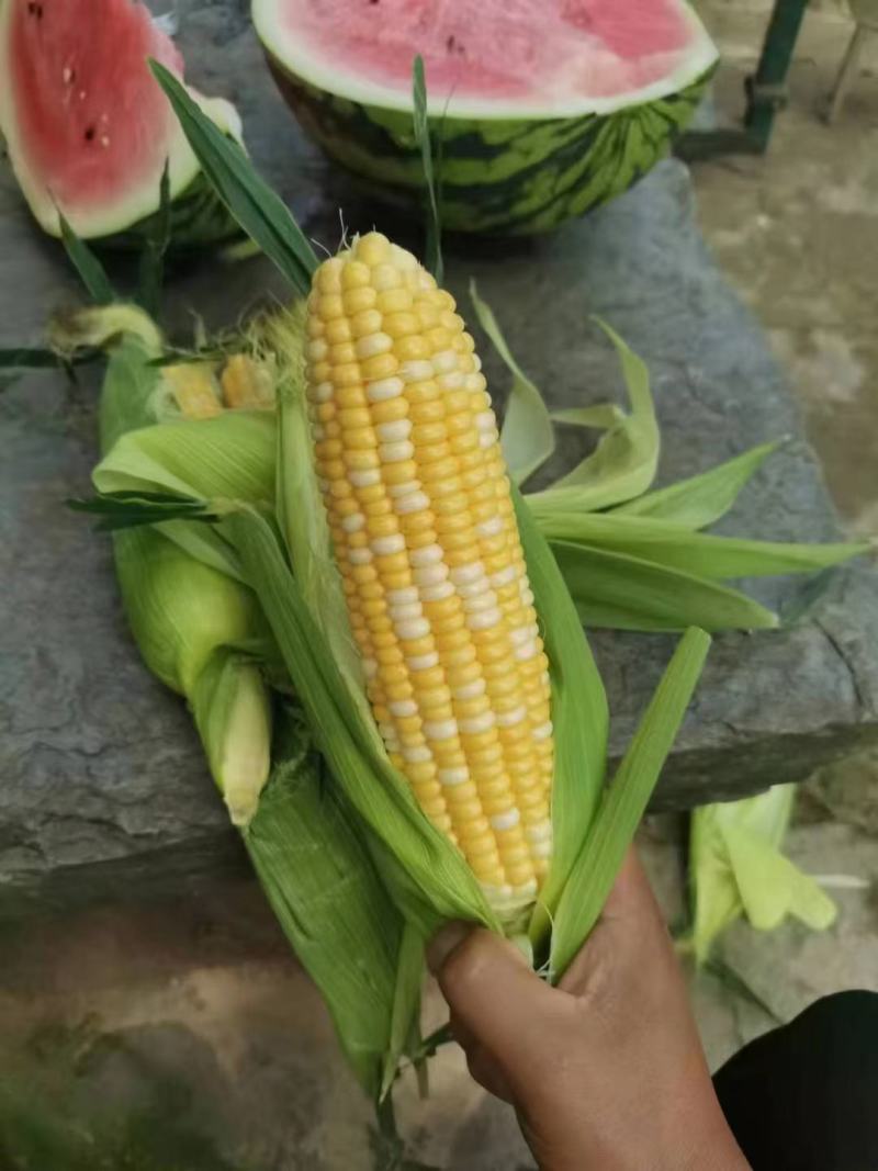 玉米
