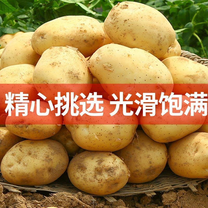 土豆，湖北襄阳黄心土豆，地头现挖现发，新鲜看得见欢迎咨询