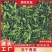 脱水青梗菜脱水青菜批发小青菜冷冻干燥现货批发