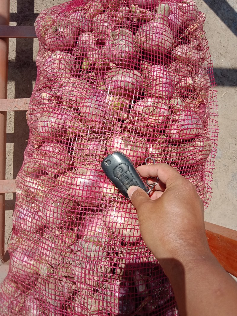 红蒜混级统货过漏床！颜色好，可做各种包装