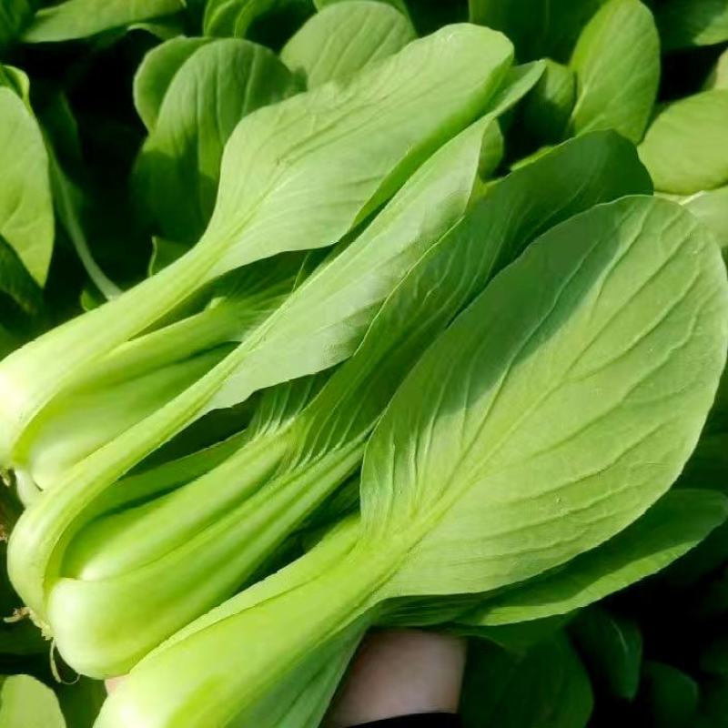 精品上海青小油菜飘儿白小青菜产地一手货源常年供应货源充足