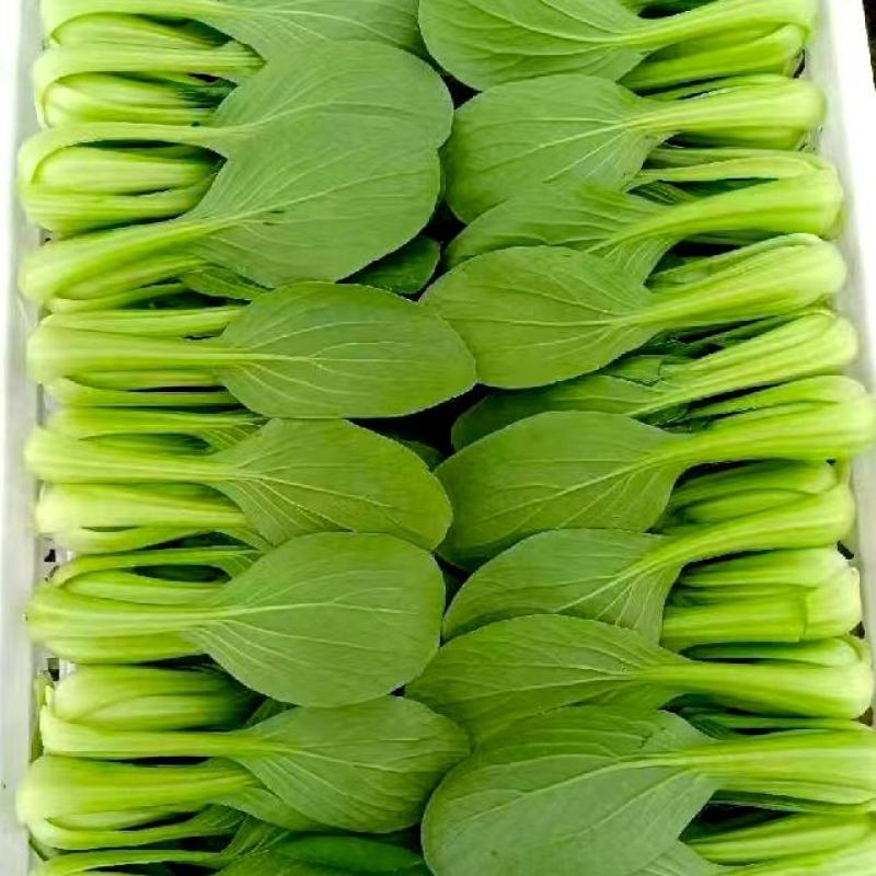 精品上海青小油菜飘儿白小青菜产地一手货源常年供应货源充足
