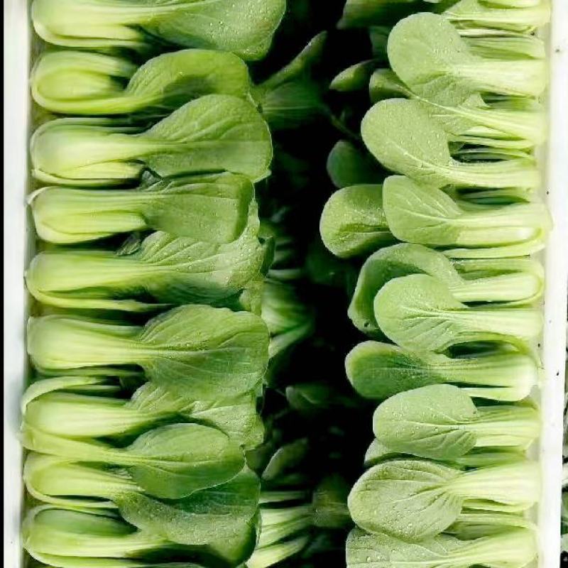 精品上海青小油菜飘儿白小青菜产地一手货源常年供应货源充足