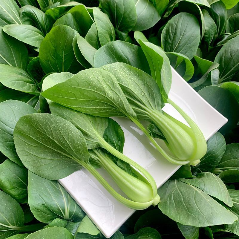 精品上海青小油菜飘儿白小青菜产地一手货源常年供应货源充足