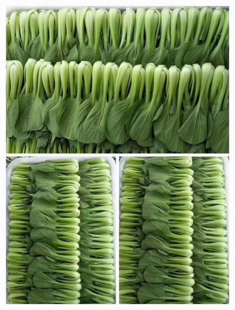 精品上海青小油菜飘儿白小青菜产地一手货源常年供应货源充足