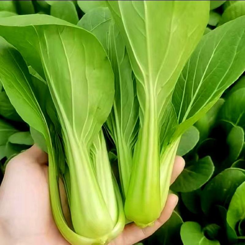 精品上海青小油菜飘儿白小青菜产地一手货源常年供应货源充足