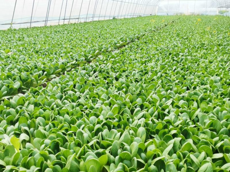 精品上海青小油菜飘儿白小青菜产地一手货源常年供应货源充足
