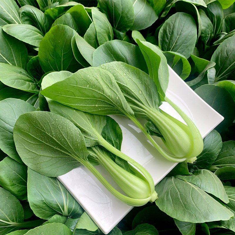 精品上海青小油菜飘儿白小青菜产地一手货源常年供应货源充足