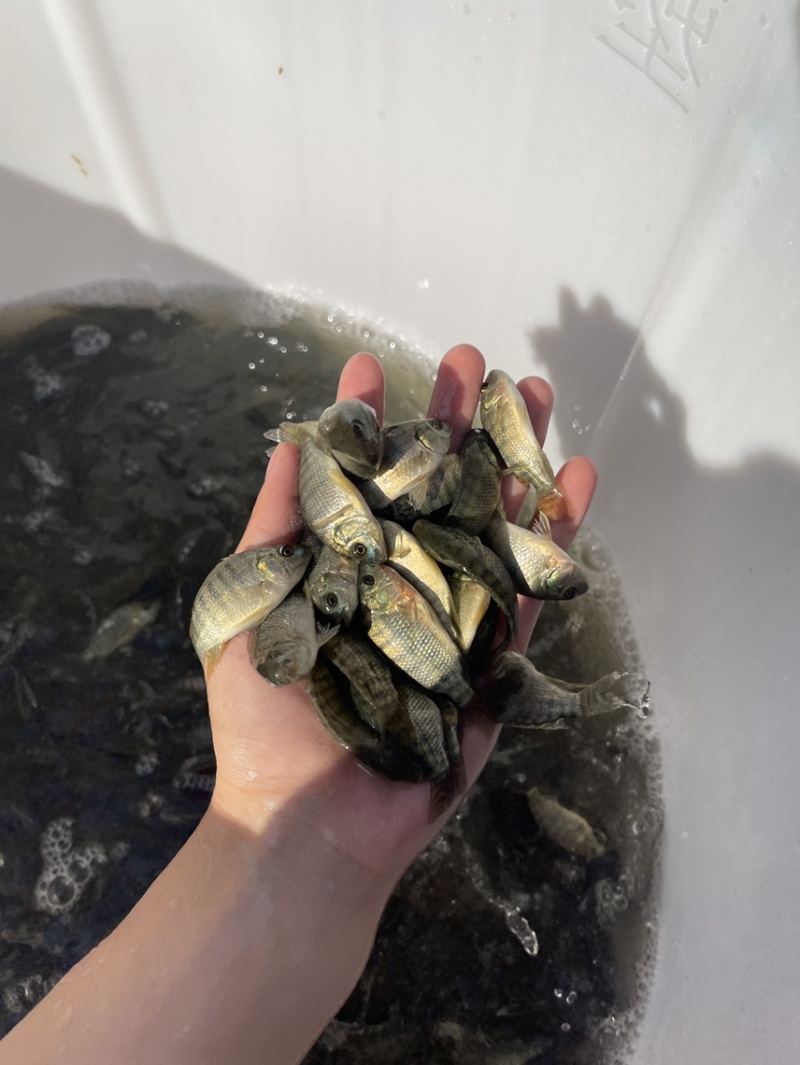 快大品种罗非苗