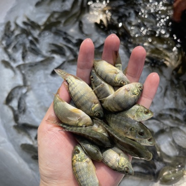 快大品种罗非苗