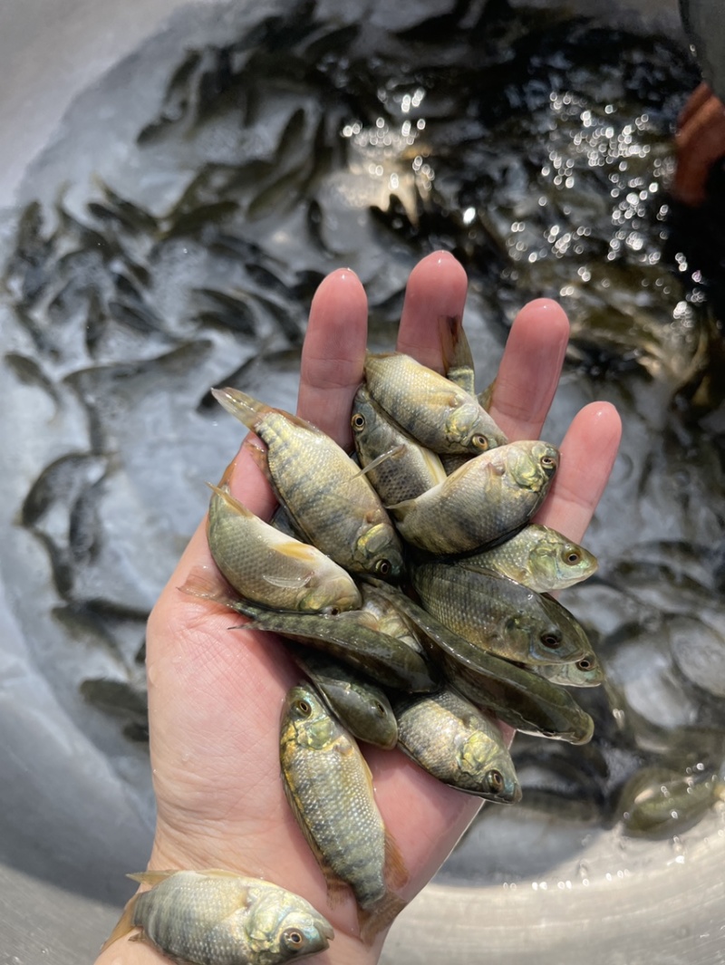 快大品种罗非苗