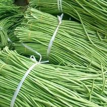 长豆角豇豆无虫眼条嫩条直可供市场，商超等