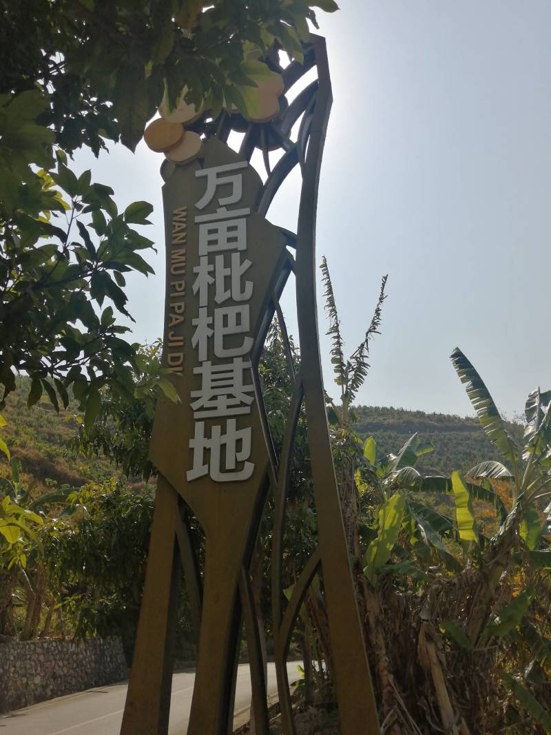 大兴义山区枇杷