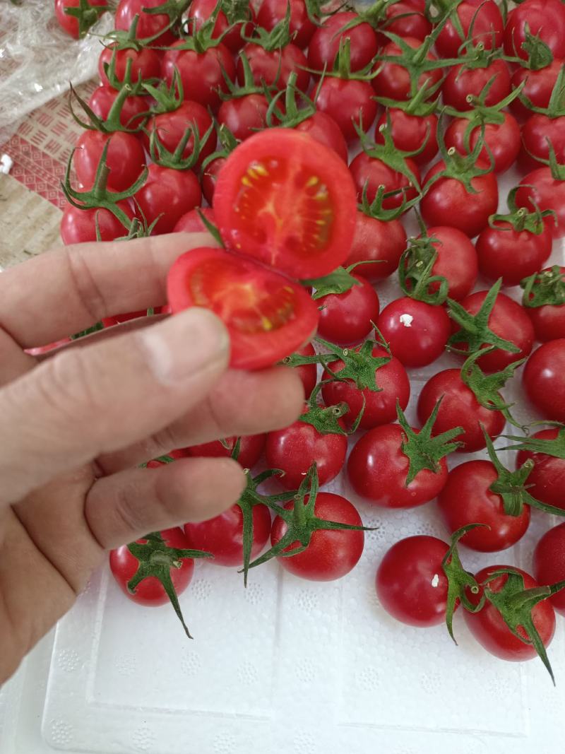 【精品】圣女果小番茄，现摘现发，货源充足，大量从优