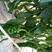 东方巨人泡椒种子，大果型，果长28，抗病能，早春秋延大棚