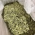 甜叶菊正品甜叶菊甜叶菊茶批发各种花茶中药材