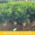 袖珍椰子盆栽散尾葵凤尾竹绿植室内客厅水土培植物吸甲醛四季