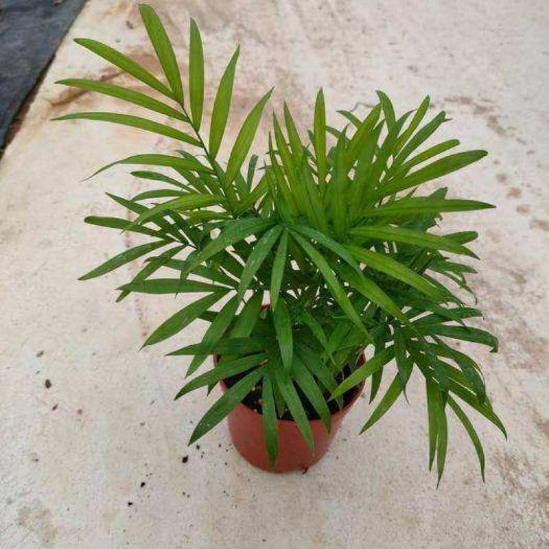 袖珍椰子盆栽散尾葵凤尾竹绿植室内客厅水土培植物吸甲醛四季