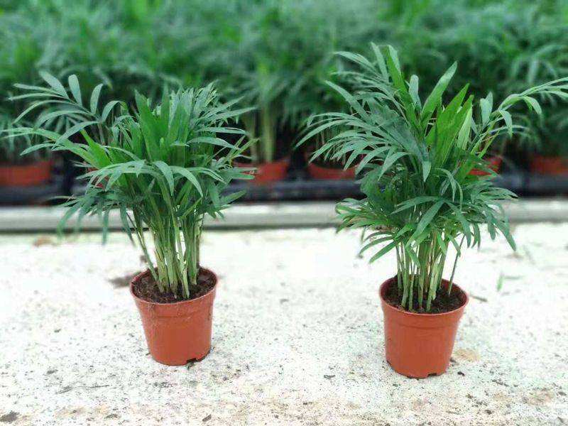 袖珍椰子盆栽散尾葵凤尾竹绿植室内客厅水土培植物吸甲醛四季