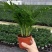 袖珍椰子盆栽散尾葵凤尾竹绿植室内客厅水土培植物吸甲醛四季