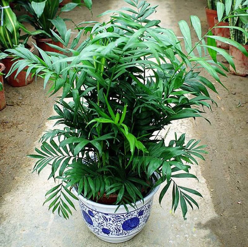 袖珍椰子盆栽散尾葵凤尾竹绿植室内客厅水土培植物吸甲醛四季