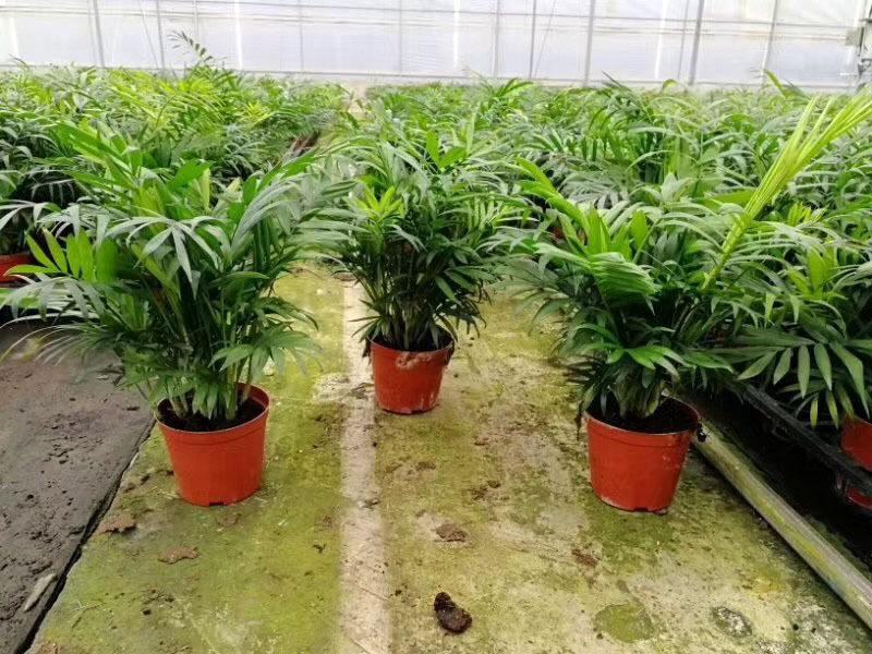 袖珍椰子盆栽散尾葵凤尾竹绿植室内客厅水土培植物吸甲醛四季