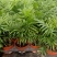 袖珍椰子盆栽散尾葵凤尾竹绿植室内客厅水土培植物吸甲醛四季