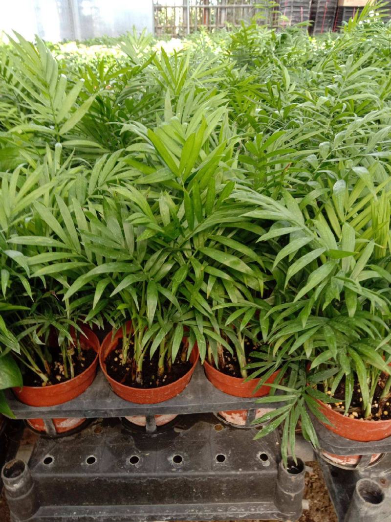袖珍椰子盆栽散尾葵凤尾竹绿植室内客厅水土培植物吸甲醛四季