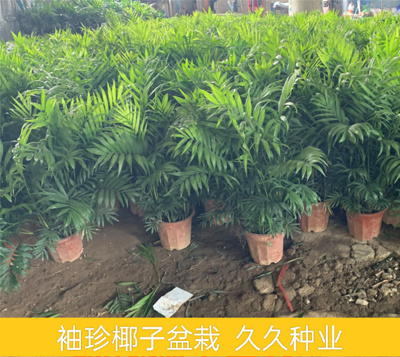 袖珍椰子盆栽散尾葵凤尾竹绿植室内客厅水土培植物吸甲醛四季
