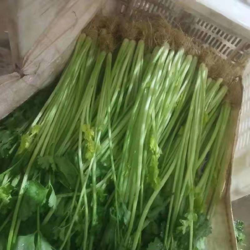 云南省玉溪市通海县小香芹
