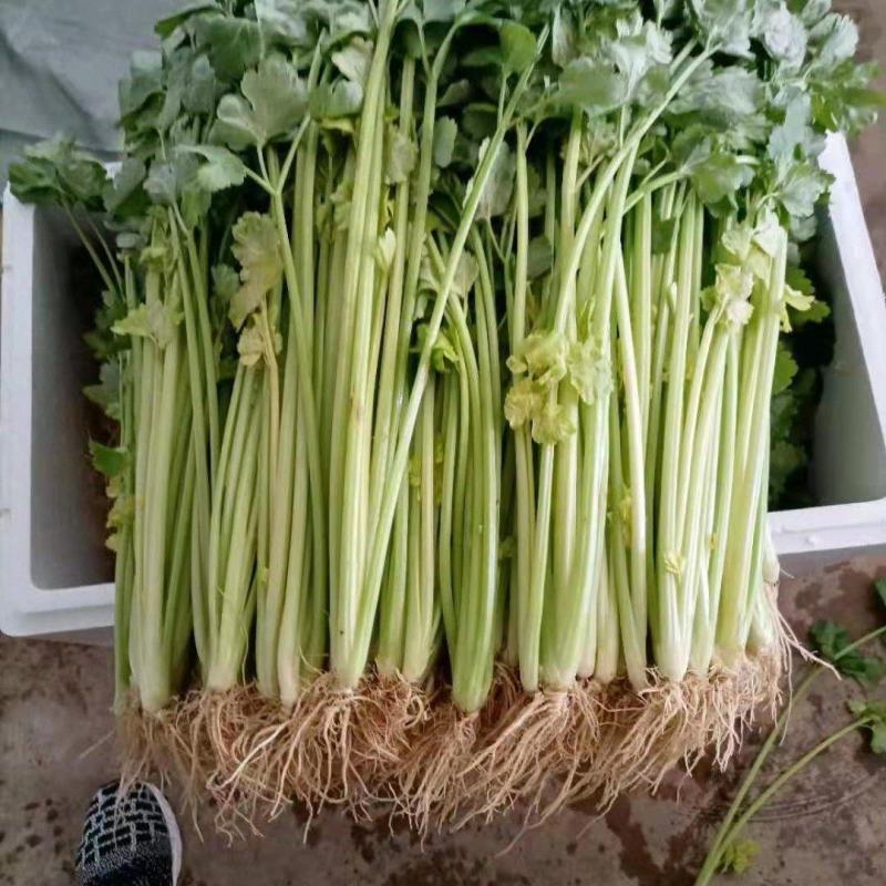 云南省玉溪市通海县小香芹
