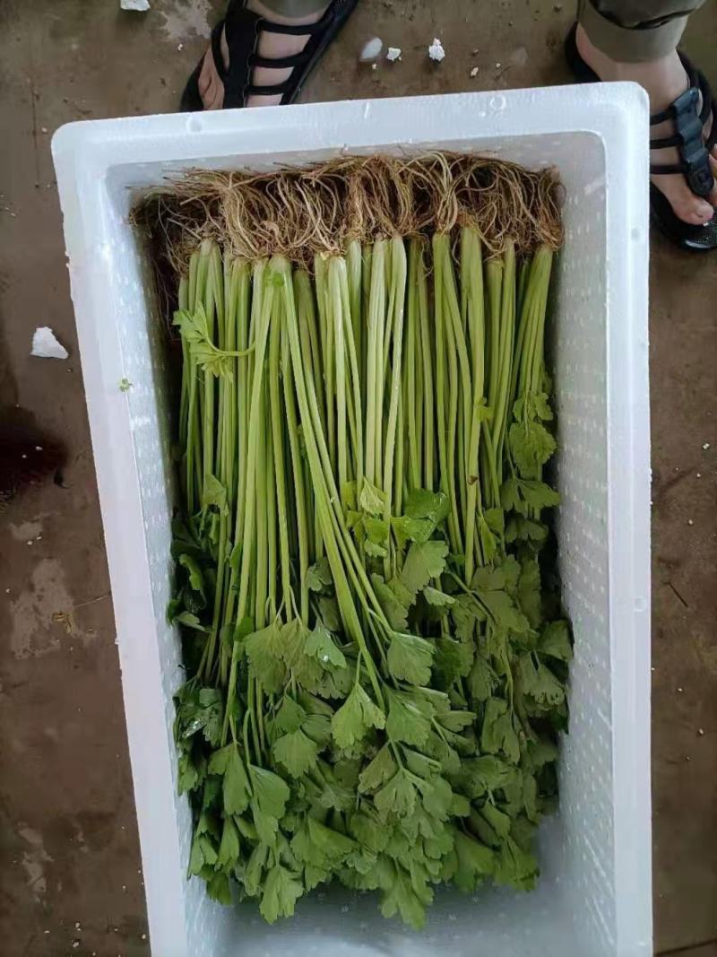 云南省玉溪市通海县小香芹