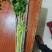 云南省玉溪市通海县小香芹