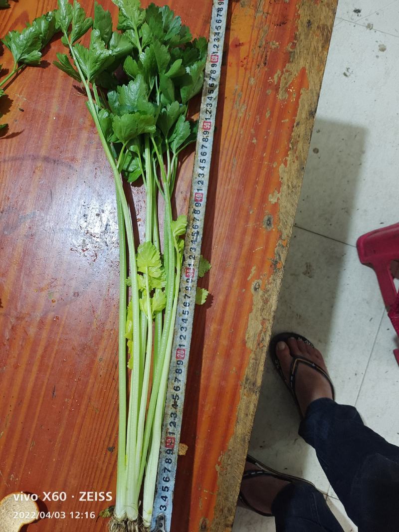 云南省玉溪市通海县小香芹