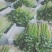 云南省玉溪市通海县小香芹