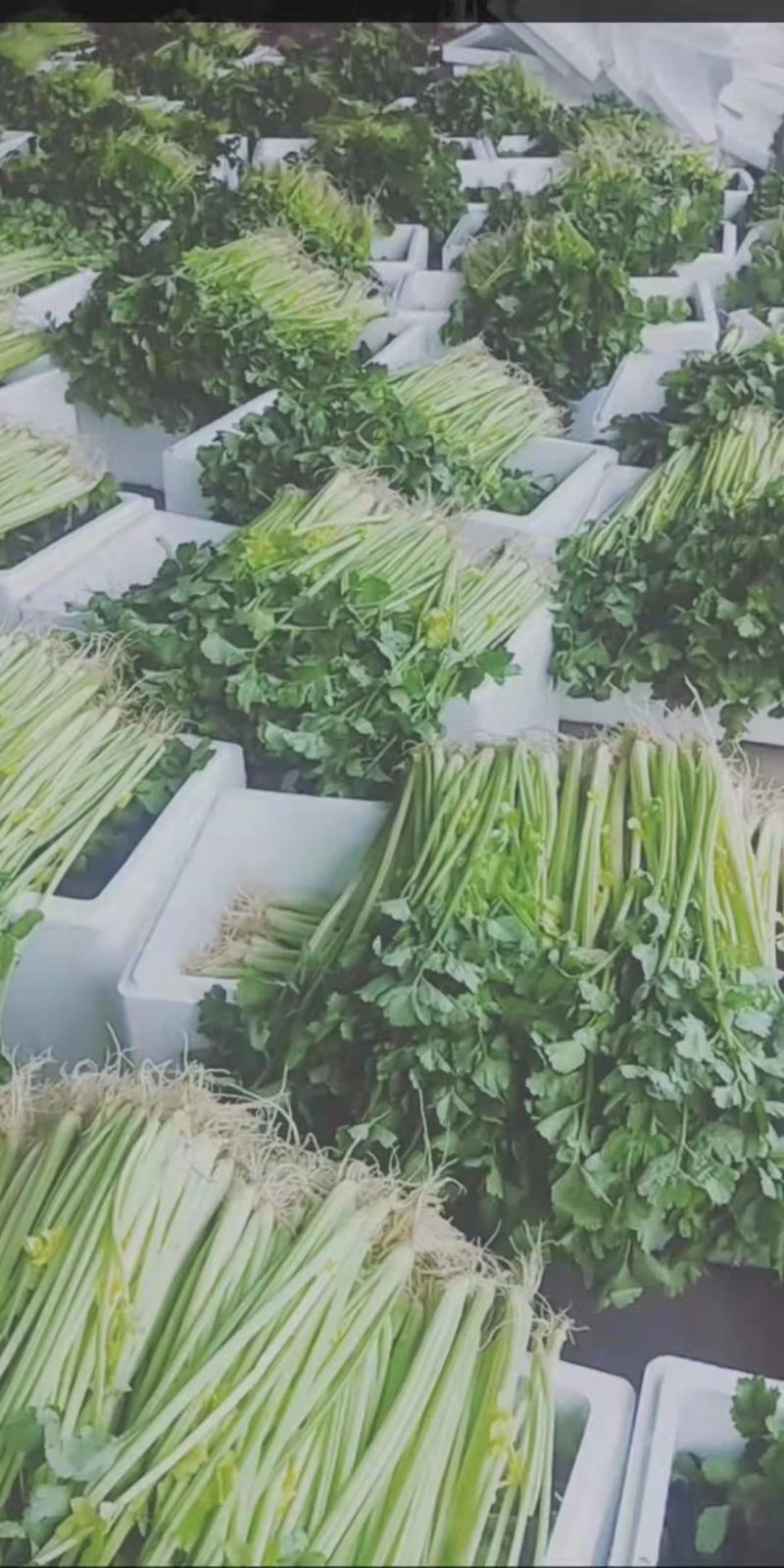 云南省玉溪市通海县小香芹