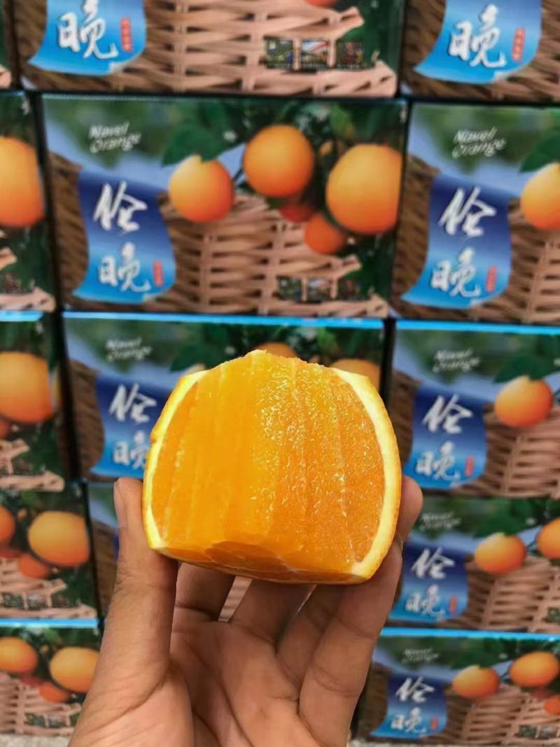 精品夏橙米奈夏橙秭归夏橙纯甜多汁果园看果采摘品质保障
